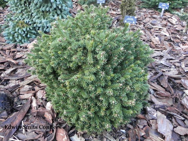 Picea obovata 'Kandinka' (07)